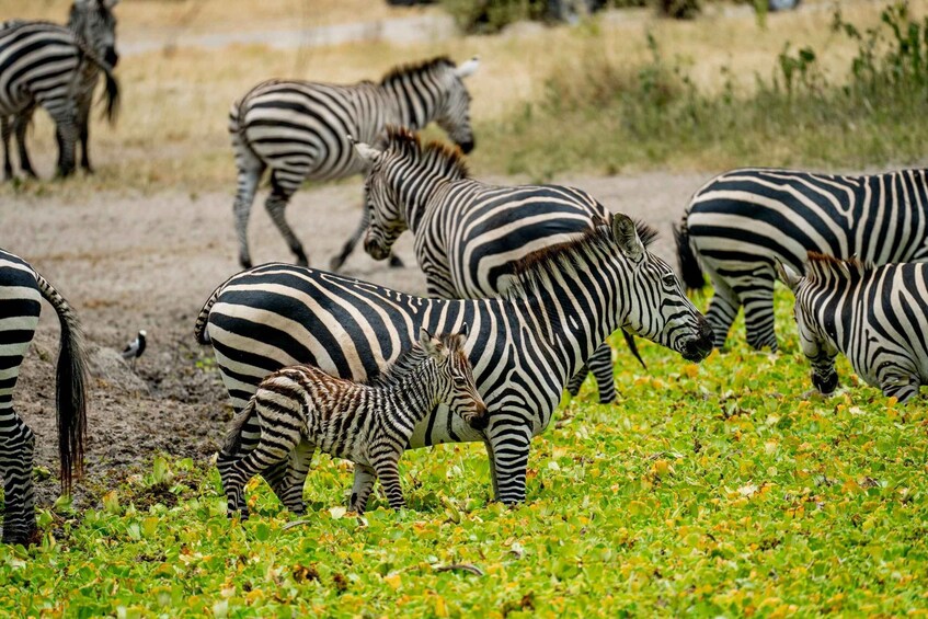 Picture 5 for Activity Arusha: 3-Day Safari 2