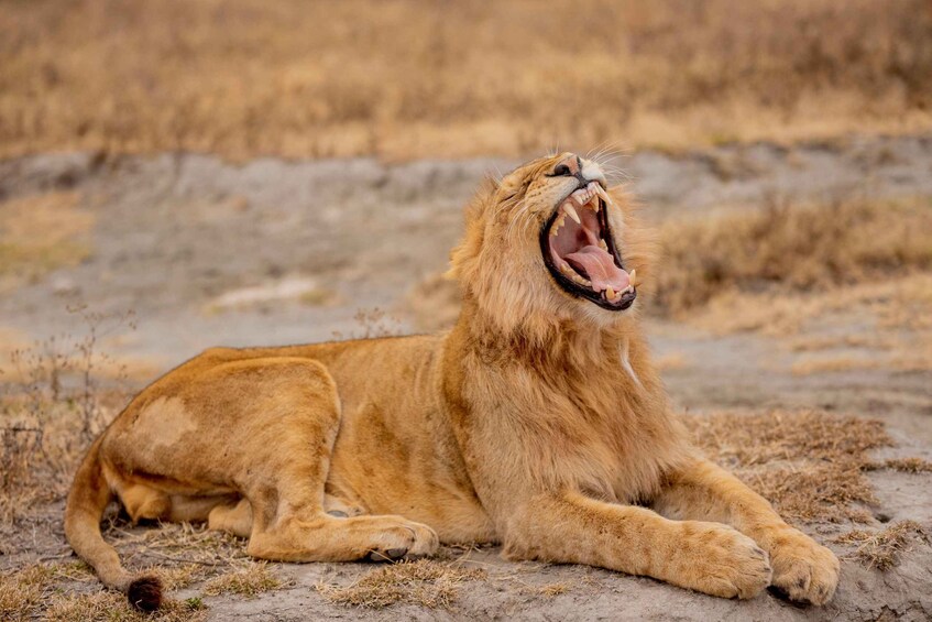 Picture 1 for Activity Arusha: 3-Day Safari 4