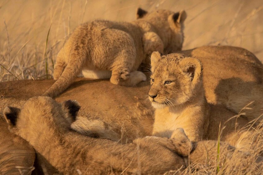 Arusha: 3-Day Safari 1