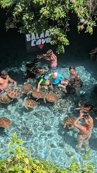SWIMMING WITH TURTLES AT SALAAM CAVE IN KIZIMKAZI+ ENTRY FEE 1