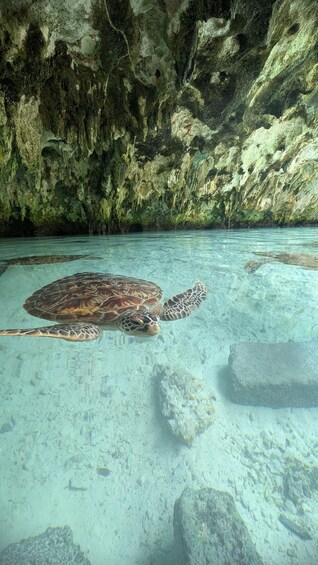 Picture 9 for Activity SWIMMING WITH TURTLES AT SALAAM CAVE IN KIZIMKAZI+ ENTRY FEE 4