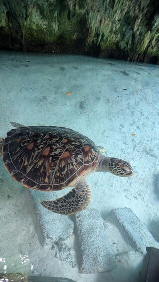 Picture 6 for Activity SWIMMING WITH TURTLES AT SALAAM CAVE IN KIZIMKAZI+ ENTRY FEE 3