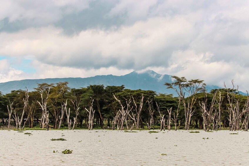 A savanna landscape with scattered trees and distant mountains under a cloudy sky. 4