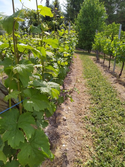 Picture 8 for Activity Kaysersberg Vineyard Discover the vineyard and wine, Domaine Meyer-Krumb 3