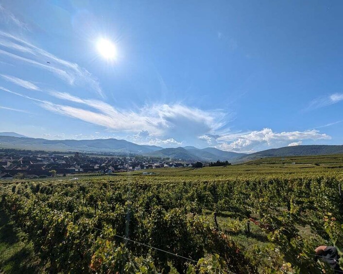 Kaysersberg Vineyard Discover the vineyard and wine, Domaine Meyer-Krumb 1
