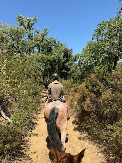Picture 11 for Activity Costa Alentejana: Horse tour in Serra de Grândola 5