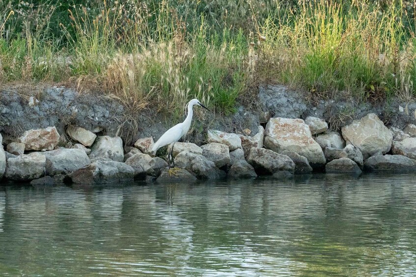 Picture 10 for Activity Camargue - Lounge boat trip | Provence 2