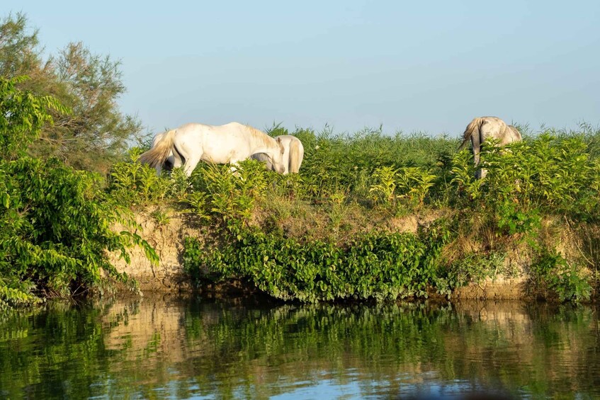 Picture 9 for Activity Camargue - Lounge boat trip | Provence 4