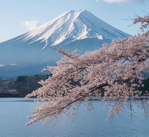 A snow-capped mountain, a body of water, and cherry blossoms in spring. 1