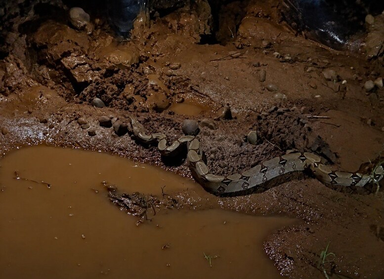 A snake in a muddy environment with puddles and rocks. 3