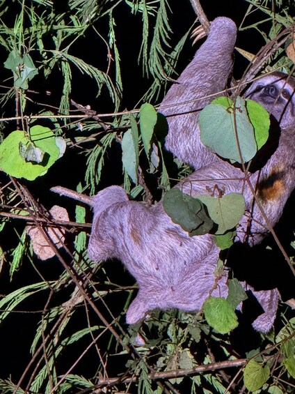 A purple animal, possibly a bat, in a natural setting with green leaves and branches. 5
