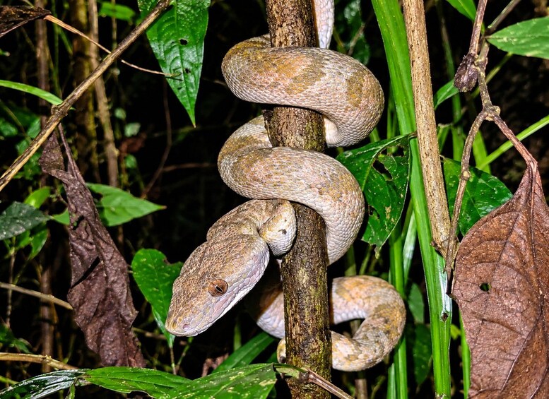 A snake coiled around a tree branch in a dense, green forest. 4