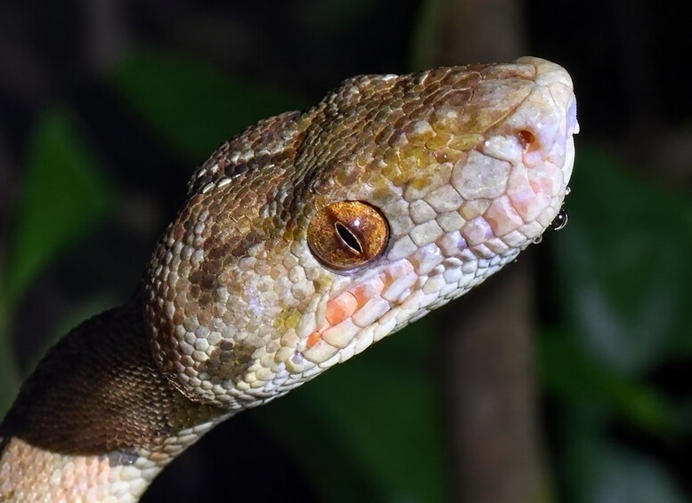A close-up of a snake's head with detailed scales and a prominent eye. 1