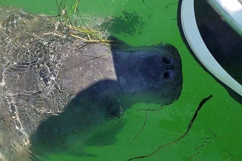 Lucky to see a manatee up close to the boat! 2