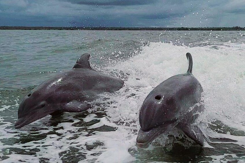 See the dolphins up close! 2
