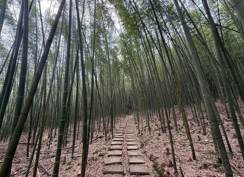 A bamboo forest with a stone pathway. 1