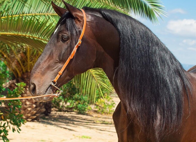 Picture 6 for Activity Barbados: Beach Horseback Ride with Swim & Picnic 3