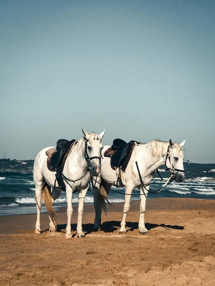 Picture 7 for Activity Barbados: Beach Horseback Ride with Swim & Picnic 2