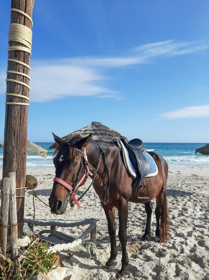Picture 3 for Activity Barbados: Beach Horseback Ride with Swim & Picnic 5