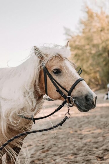 Picture 5 for Activity Barbados: Beach Horseback Ride with Swim & Picnic 4