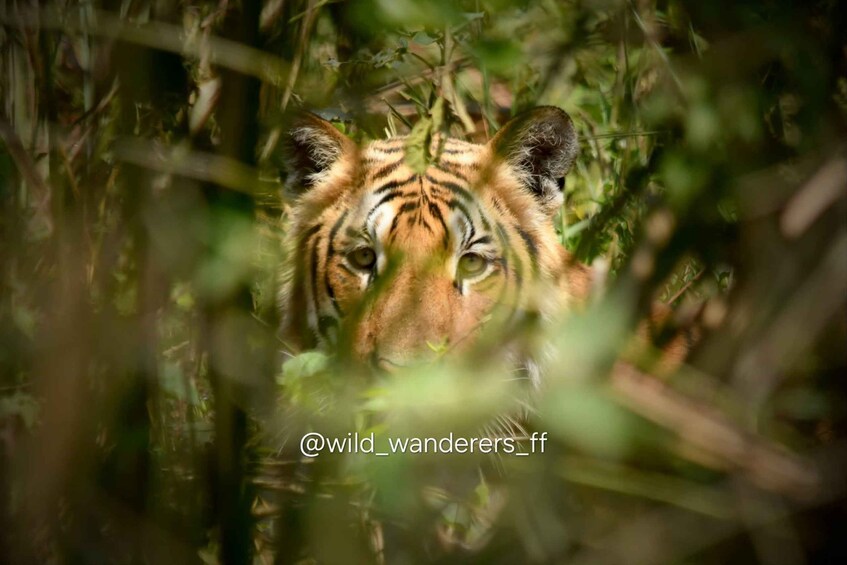 A tiger partially hidden by foliage. 1