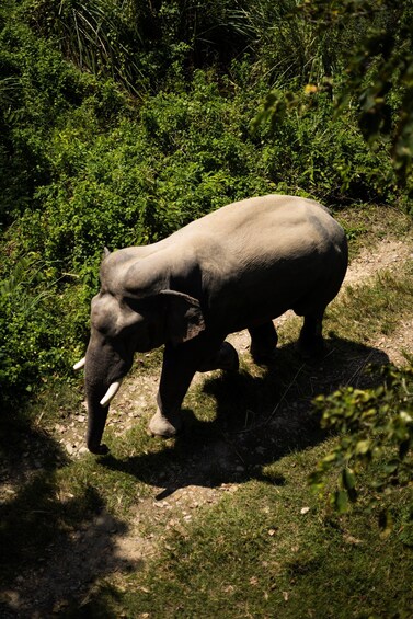 An elephant walking on a dirt path surrounded by dense green vegetation. 5