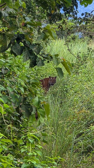 A tiger partially hidden by foliage in a lush, green environment. 3