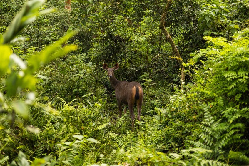 A deer standing in a dense forest. 4