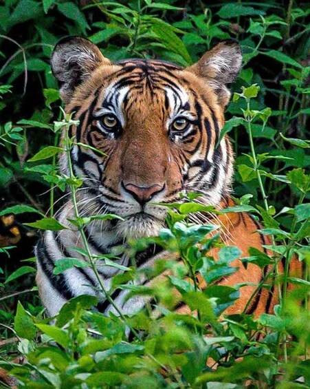 A tiger surrounded by dense green foliage. 2