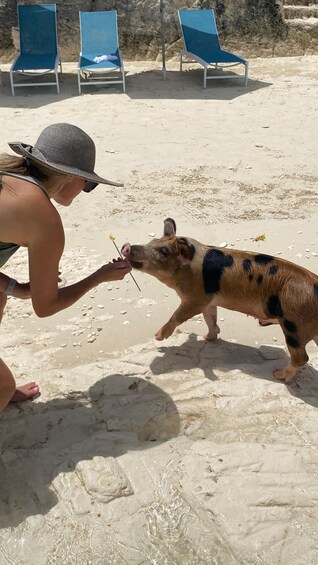 A person feeding a pig on a sandy beach with lounge chairs in the background. 1