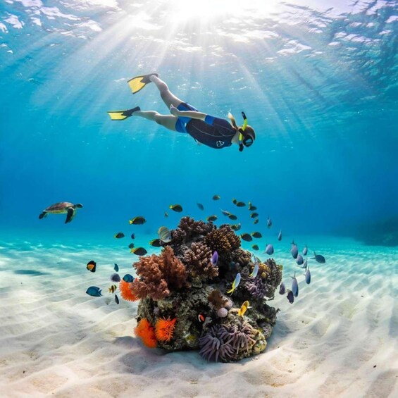 Picture 1 for Activity Mnemba Atoll Snorkeling & Dolphin Boat Adventure 2