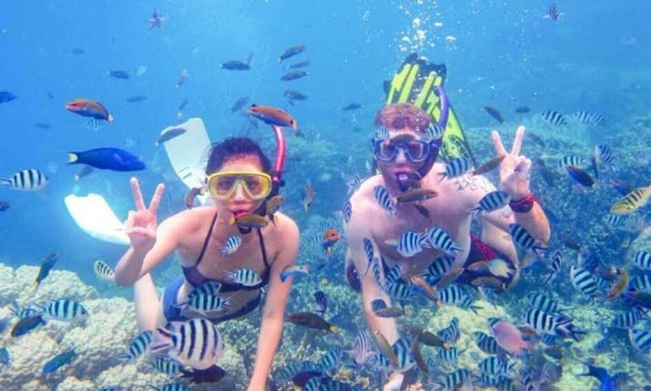 Picture 1 for Activity Mnemba Dolphin & Coral Reef Snorkeling Tour 5