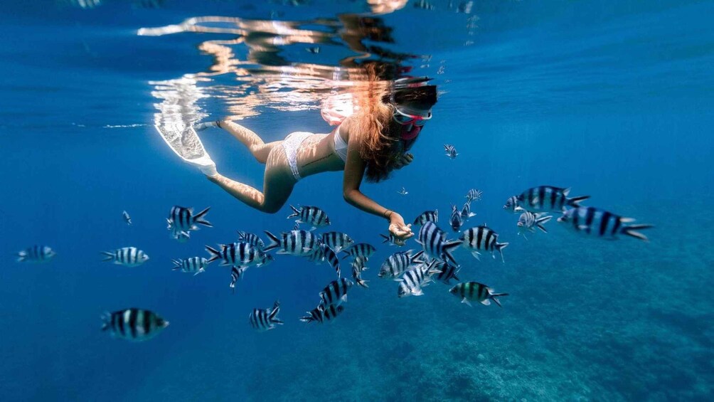 Picture 6 for Activity Mnemba Atoll Snorkeling & Dolphin Boat Adventure 4