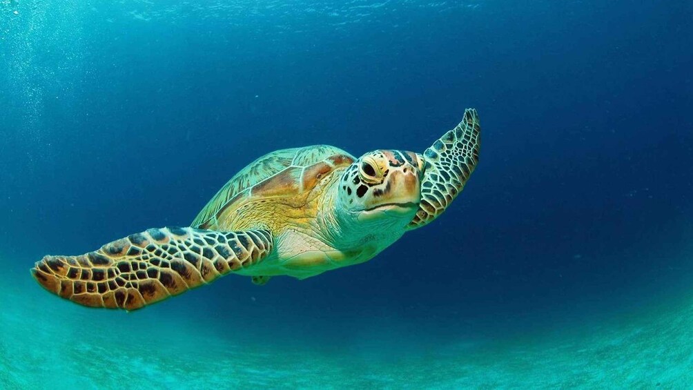 Picture 9 for Activity Mnemba Atoll Snorkeling & Dolphin Boat Adventure 5