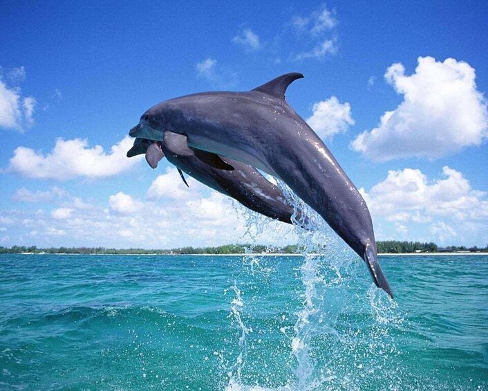 Mnemba Dolphin & Coral Reef Snorkeling Tour 1