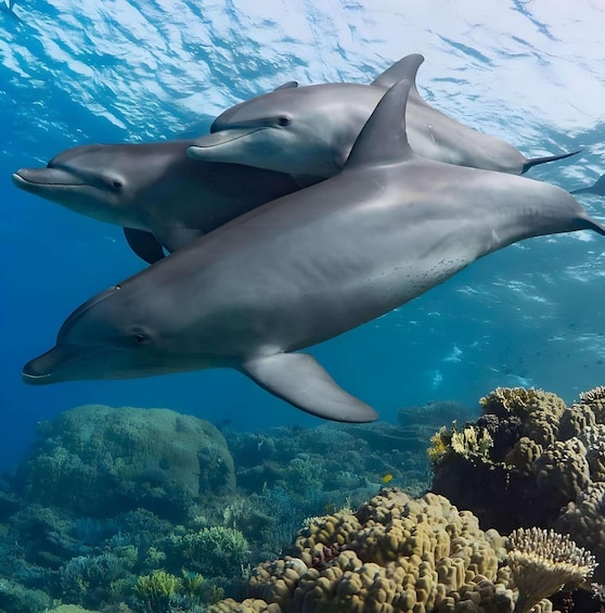 Mnemba Dolphin & Coral Reef Snorkeling Tour 1