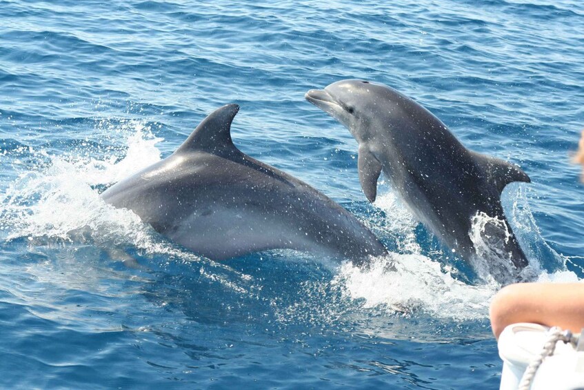 Two dolphins leaping out of the water. 4