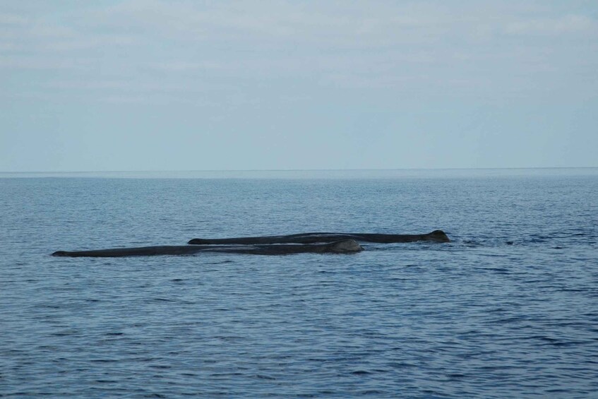 A whale swimming in the ocean. 3