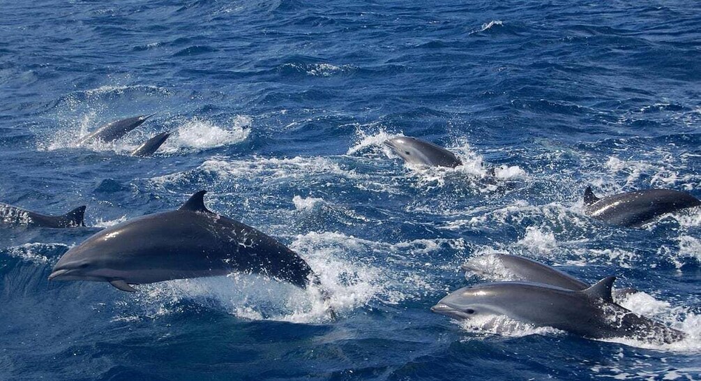 A group of dolphins swimming in the ocean. 5