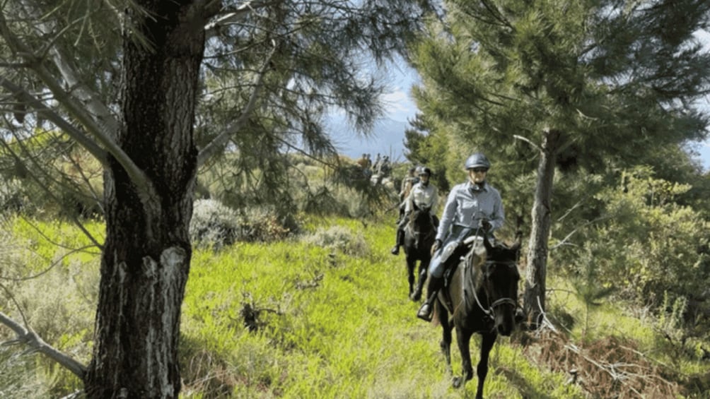Two people riding horses through a forested area with tall trees and green grass. 3