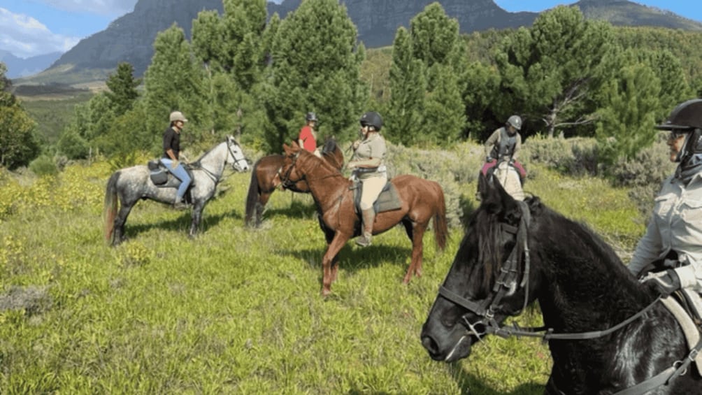 Four people riding horses in a grassy field with trees and mountains in the background. 4