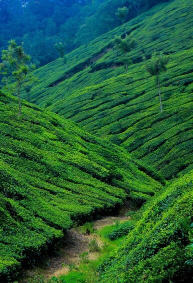 Terraced tea plantations with lush green tea bushes. 1