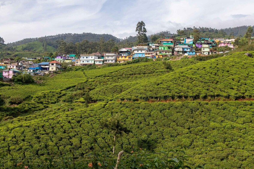 A hillside village with colorful houses and tea plantations. 3