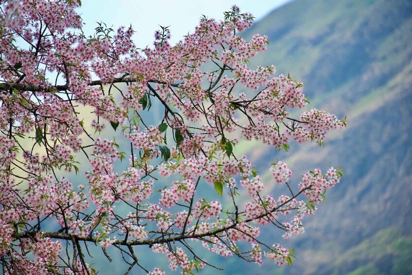 A tree with pink blossoms against a mountainous backdrop. 5