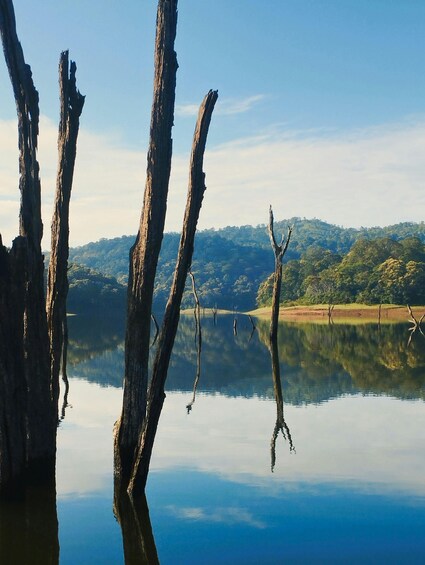 A calm lake with dead tree trunks in the foreground and a forested hill in the background. 4