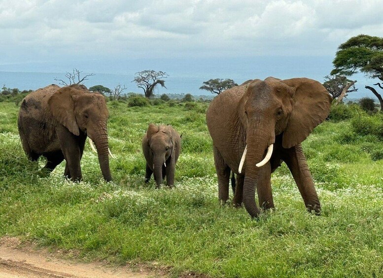 Picture 16 for Activity Nairobi: Day Trip to Amboseli National Park & Maasai Village 5