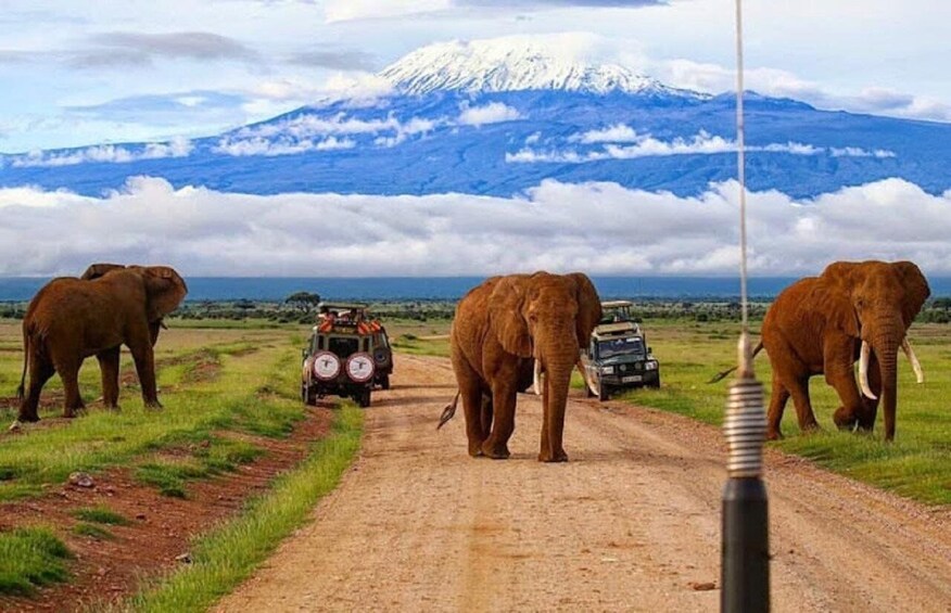 Picture 4 for Activity Nairobi: Day Trip to Amboseli National Park & Maasai Village 3
