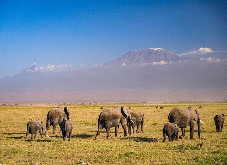 Nairobi: Day Trip to Amboseli National Park & Maasai Village 1