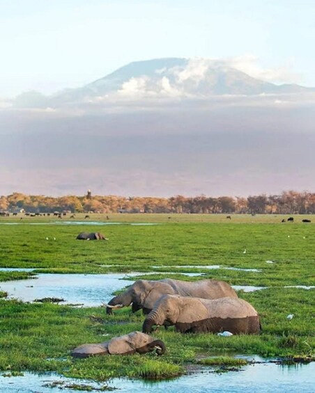 Picture 5 for Activity Nairobi: Day Trip to Amboseli National Park & Maasai Village 2