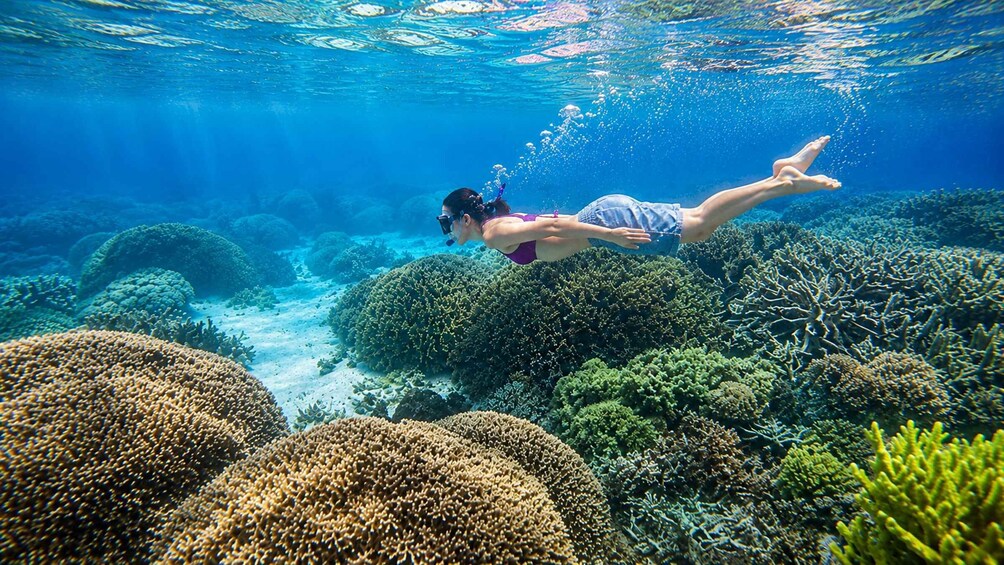 Picture 3 for Activity Oslob: Whale Shark Watching, Sumilon Island & Monkeys 3